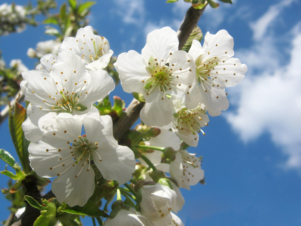 Kirschblüte Kirschblüte
