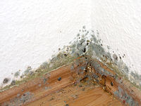 Themenbild: Schimmel an Wand