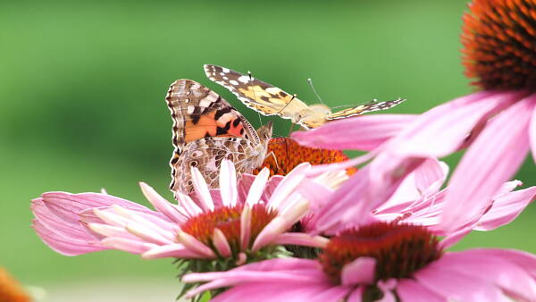 Themenbild: Schmetterling auf Blüte