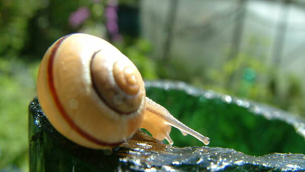 Themenbild: Schnecke