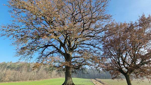 Themenbild: Baum auf Wiese