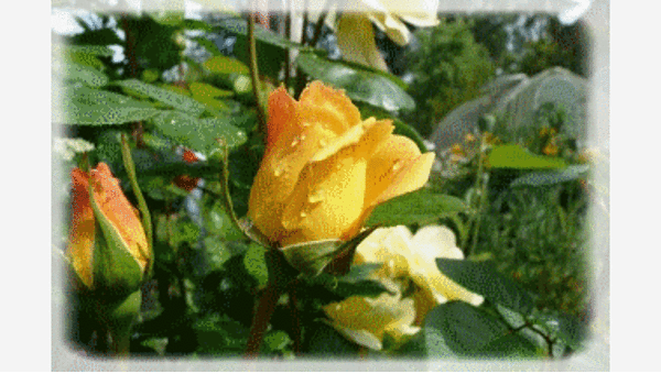 Themenbild: Rosen