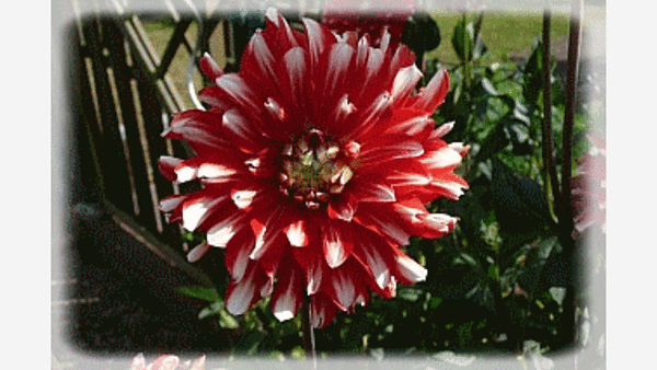 Themenbild: Dahlien