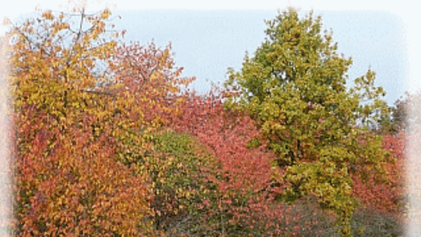 Themenbild: Herbst Themenbild: Herbst