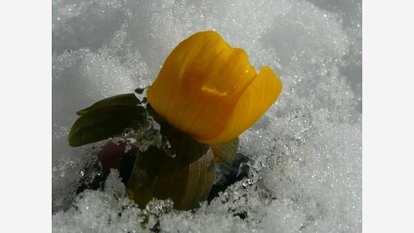 Themenbild: Winterling