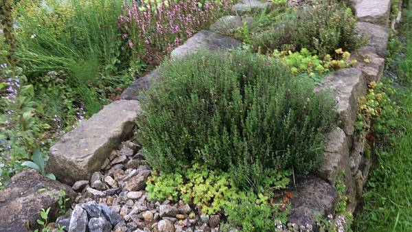 Themenbild: Momentaufnahme in einem faszinierenden Garten