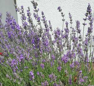 blühender Lavendel