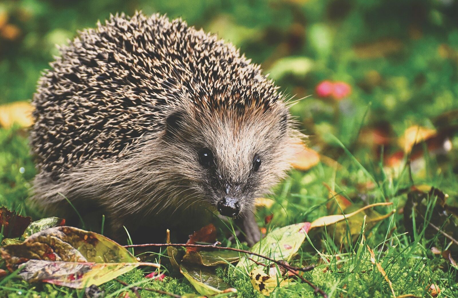 Tiere im Garten Verband Wohneigentum e.V.