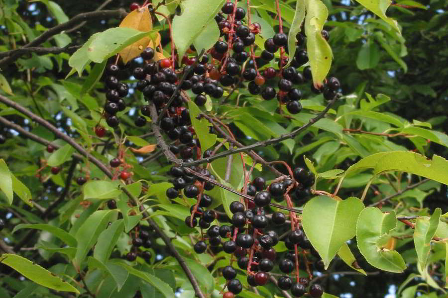 Spätblühende Traubenkirsche, schwarze, kleine Beeren und grüne Blätter