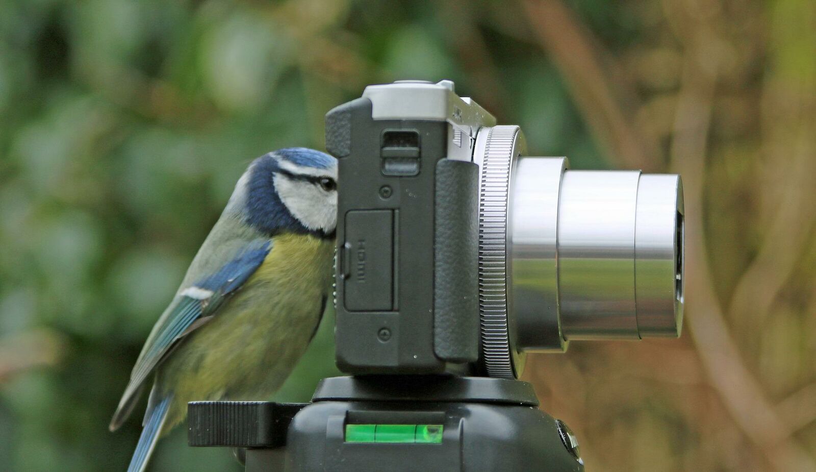 Vogel schaut durch Kameralinse