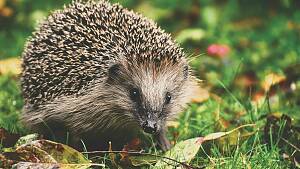 Igel im Gras