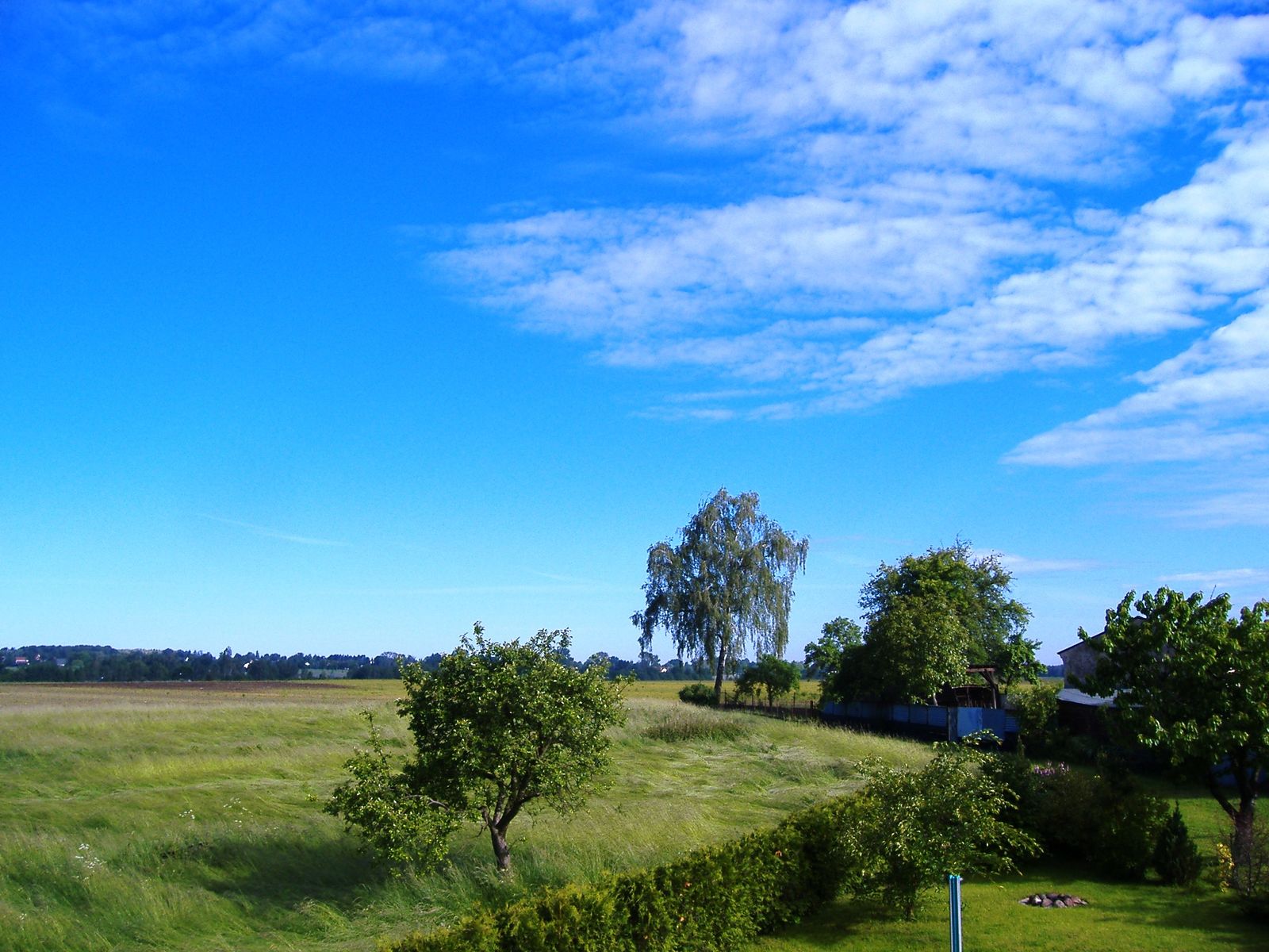 Grünes Birkholz