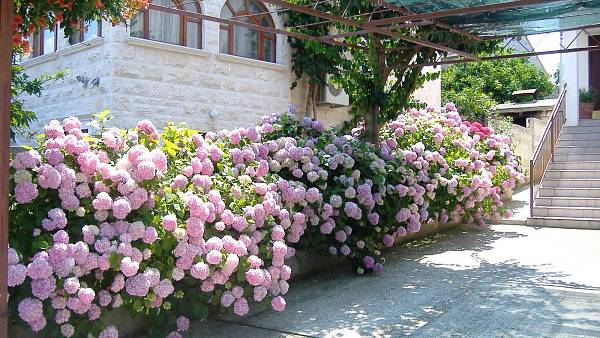 Themenbild: Das Gartenjahr und mehr- Hortensien (lat. Hydrangea) in Kroatien