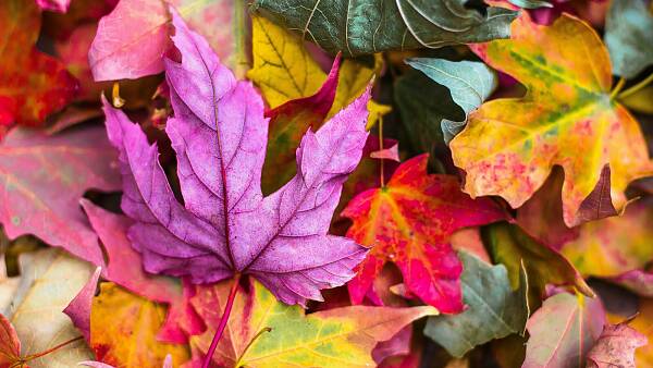 Themenbild: Buntes Laub Themenbild: Buntes Laub