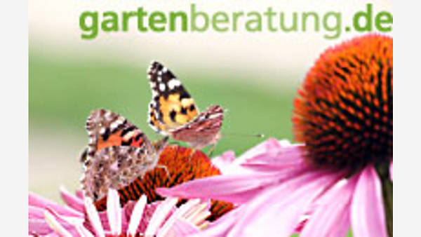 Themenbild: Schmetterling auf Blume