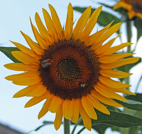 Die ausgereiften und vollentwickelten Samenstände der Sonnenblumen sollten rechtzeitig geerntet werden.