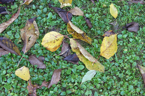 Herbstlaub - die ökologisch wertvolle Geldquelle