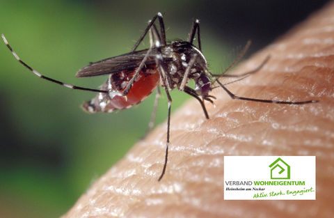 Mücken: Tipps gegen lästige Plagegeister