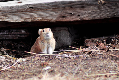 Feldmaus