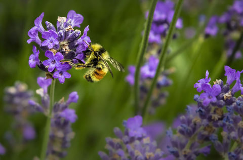 Lavendel und Rosmarin