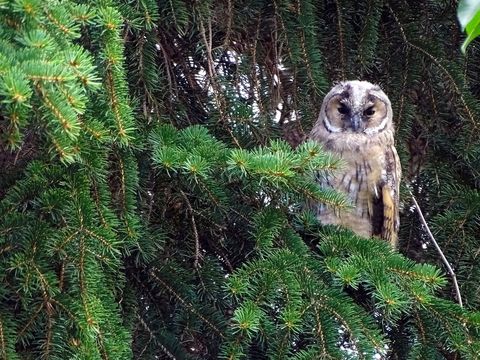 Fotowettbewerb: Kauzige Wälder