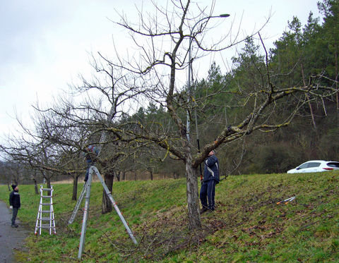 Baumschnittarbeiten