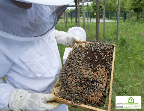 Bienenschutz: Aus für Neonikotinoide!