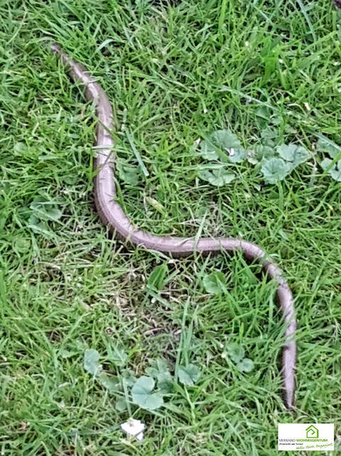 Blindschleiche im Garten