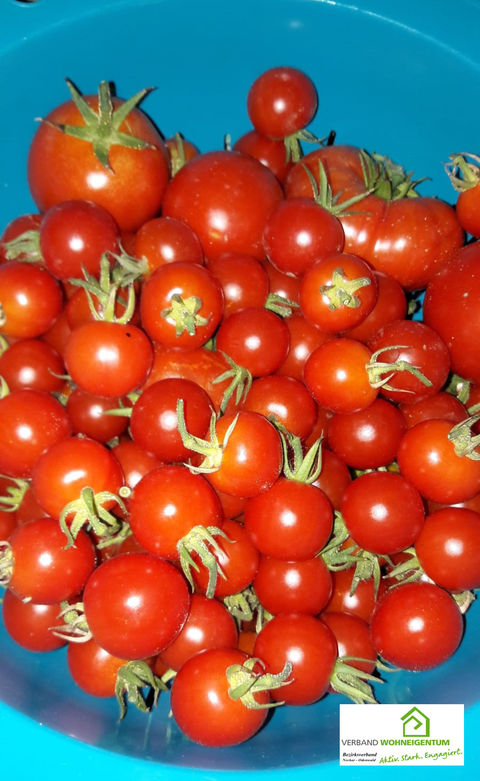 Heinsheimer Gärtnerglück mit Tomaten