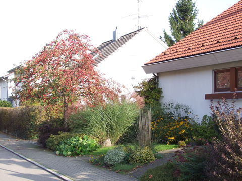 Zierapfel als Blickfang vor dem Haus