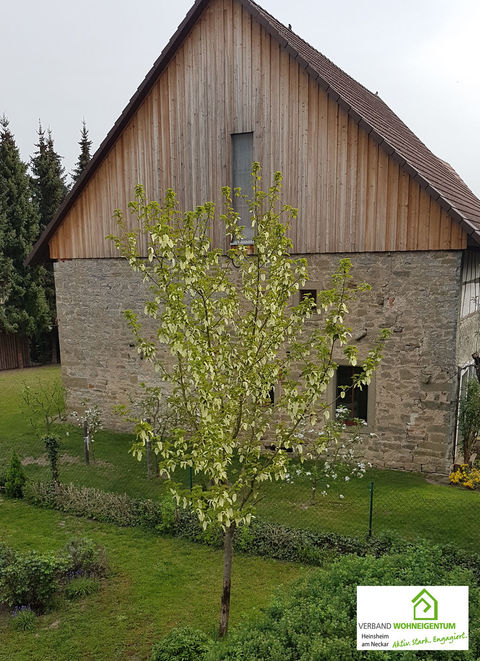 Taschentuchbaum unserer Mitgliedsfamilie Angelika und Harald Fink