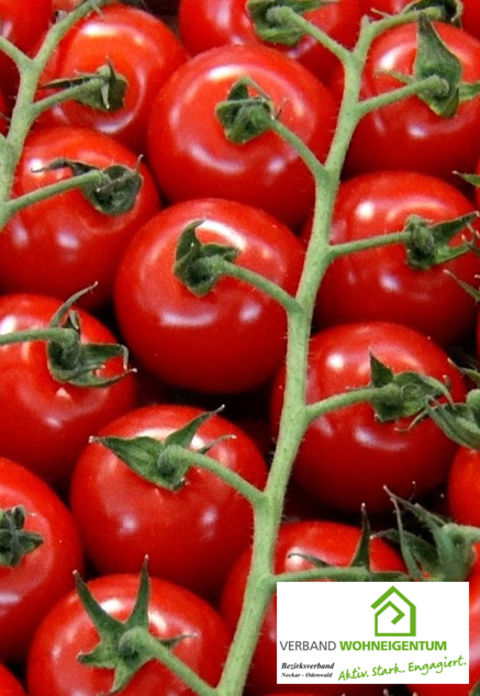 Tomaten ausgeizen und entspitzen