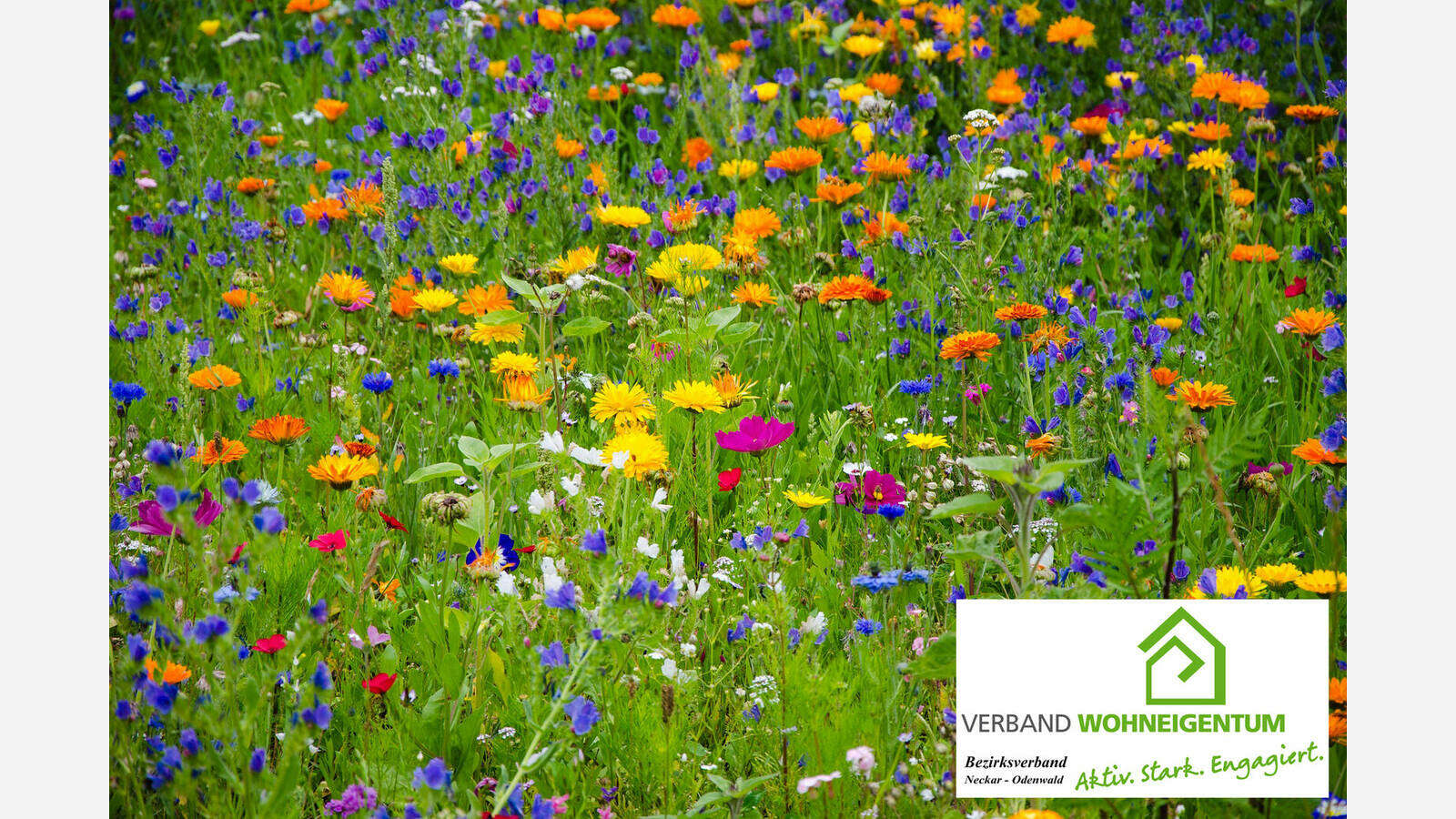 Eine Blumenwiese auf ihrem Grundstück anlegen | Verband Wohneigentum e. V.