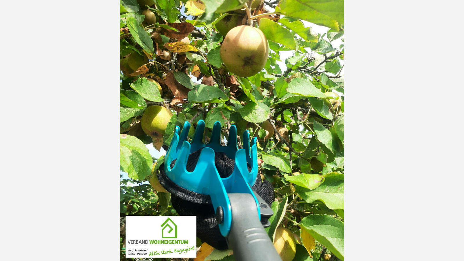 Obstpflücker | Verband Wohneigentum e. V.