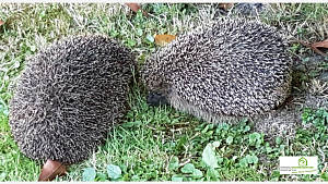 Tiere im Garten