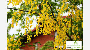 Der Goldregen steht in vielen Gärten und ist auch sehr schön. Seine Hülsen mit dem Samen und Blüten sind aber giftig.