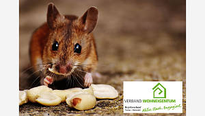 Ratten und Mäuse können angelockt werden!