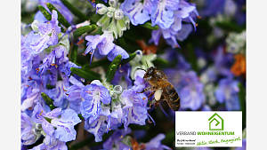 Rosmarinblüten sind bei Insekten beliebt.