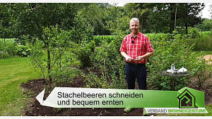 Video - Tutorial: Stachelbeeren schneiden und bequem ernten