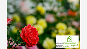 Die verblühten Blüten der öfterblühenden Rosen werden im Sommer bis zum ersten, gut entwickelten Laubblatt entfernt.