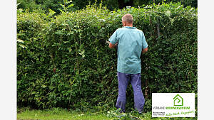 Wie hoch darf eine Hecke sein?