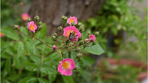 Ramblerrose umschmeichelt den Fuß der Blasenesche.