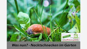 Was nun? - Nacktschnecken im Garten