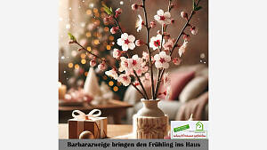 Barbarazweige bringen den Frühling ins Haus