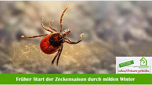 Zecken  im Ländle