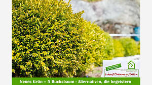 Buchsbaum im Stress