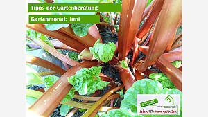 Gartenmonat: Juni
