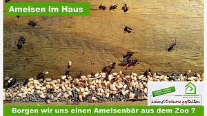 Ameisen im Haus