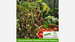 Pilzerkrankung 