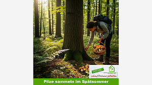 Pilzzeit im Spätsommer!